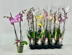 Phalaenopsis Mix 12Ø 60cm 2st
