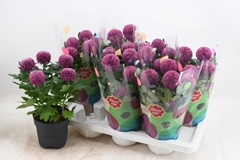Chrysanth Flowerpops Purple 14Ø 30cm