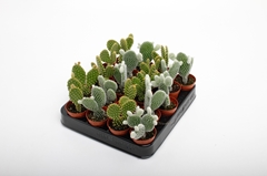 Opuntia Microdasys 5Ø 10cm