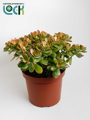 Crassula Sunset Magic 29Ø 65cm