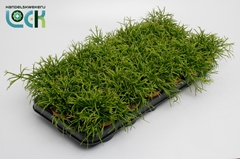 Rhipsalis Oasis 8Ø 10cm