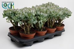 Crassula Undilatifolia 14Ø 20cm