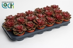 Echeveria 8Ø 15cm