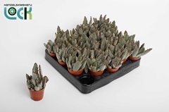 Kalanchoe Tomentosa 5Ø 10cm