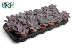 Echeveria Perle Von Nurnberg 8Ø 15cm