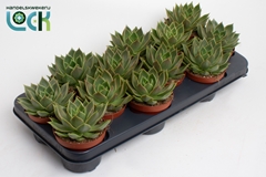 Echeveria Agavoides 10Ø 10cm