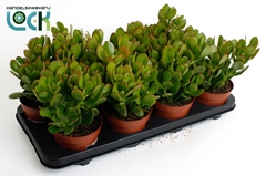 Crassula Ovata 12Ø 18cm