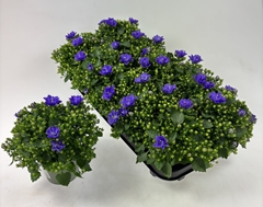 Campanula Blue Like Mee 10Ø 20cm