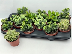 Crassula Mixed 10Ø 11cm