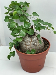 Dioscorea Elephantipes 17Ø 15cm