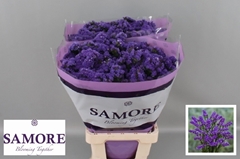 Limonium Sinuatum Acqua Sun Birds 70cm 40gr.