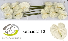 Anthurium Graciosa 15cm Hd