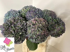 Hydrangea Pimpernel Classic 60cm 19-21cm Hd