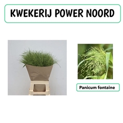 Panicum Fontaine 65cm
