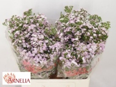 Chamelaucium Dancing Queen 60cm 50gr.
