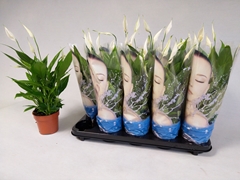 Spathiphyllum Alana 12Ø 45cm