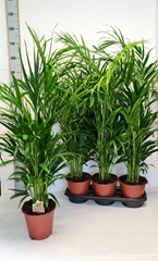Dypsis Lutescens 19Ø 115cm
