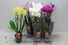 Phalaenopsis Cascade 12Ø 45cm 2st