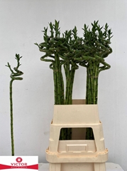 Dracaena Lucky Bamboo 100cm Spiral