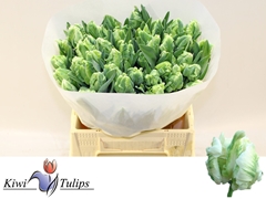 Tulip Parrot Super Parrot 40cm 33gr.