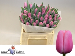 Tulip Single Tresor 40cm 40gr.