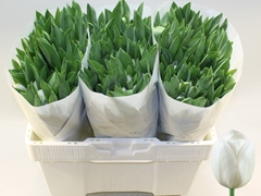 Tulip Single Royal Virgin 40cm 30gr.