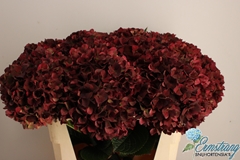 Hydrangea Rubyred Classic 75cm 20-22cm Hd