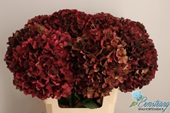 Hydrangea Rubyred Classic 60cm 18-20cm Hd