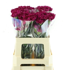 Dianthus Single Yukari Violet 50cm