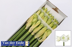 Hippeastrum Mont Blanc 70cm
