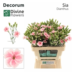 Dianthus Single Spray Solomio Sia 60cm