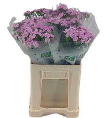 Dianthus Barb Amazon Lavender Magic 55cm