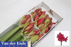Hippeastrum Isabella 70cm