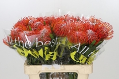 Leucospermum Tango 60cm