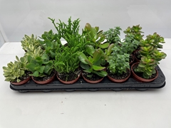 Crassula Mixed 8Ø 9cm