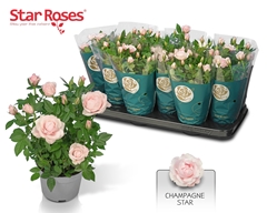 Rosa Champagne Star 10Ø 26cm