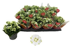 Kalanchoe Double Rose Flowers Greta 10Ø 20cm