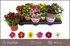 Chrysanth Swifty Mix 10Ø 18cm