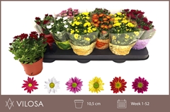 Chrysanth Swifty Mix 10Ø 18cm