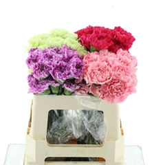 Dianthus Single Mix 50cm