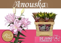 Lily Oriental Double Roselily Anouska 70cm 2+