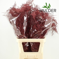 Asparagus Setaceus Painted Bordeaux 85cm