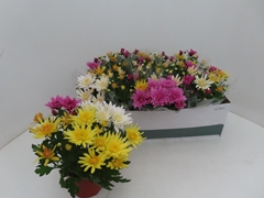 Chrysanth Mix 12Ø 25cm