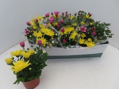 Chrysanth Mix 12Ø 25cm