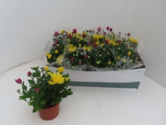 Chrysanth Mix 12Ø 25cm