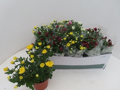 Chrysanth Mix 6 Mix 12Ø 25cm