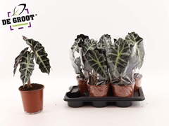 Alocasia Polly 17Ø 45cm
