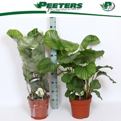 Calathea Orbifolia 24Ø 90cm