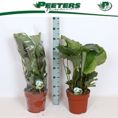 Calathea Orbifolia 24Ø 80cm