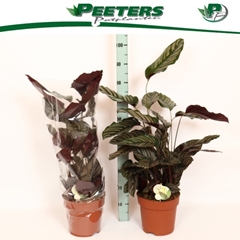 Calathea Sanderiana 24Ø 90cm